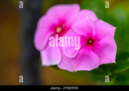 I delicati fiori rosa emergono dal verde intenso, aggiungendo un tocco di colore e di vita al tranquillo giardino. Foto Stock