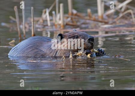 Castoro nordamericano (Castor canadensis) che porta l'erba alla sua diga. Primavera nell'Acadia National Park, Maine, Stati Uniti. Foto Stock