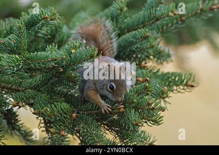 American Red Squirrel (Tamiasciurus hudsonicus) feeding in a fir tree.  Spring in Acadia National Park, Maine, USA. Foto Stock