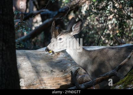 I cervi della Yosemite Valley mangiano ghiande croccanti nei pressi del Yosemite Valley Loop Trail. Foto Stock