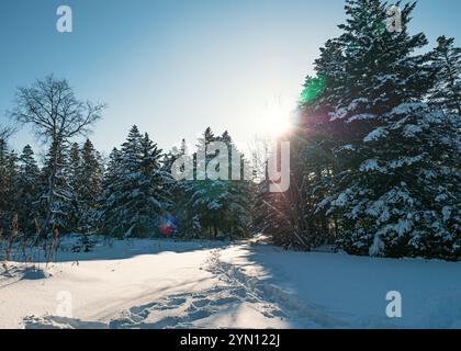 Mattinata d'inverno luminosa in una foresta innevata con luce solare che splende attraverso alberi alti Foto Stock