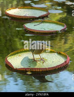 Primo piano su aironi striati, Butorides striata, arroccato su Victoria amazonica Foto Stock