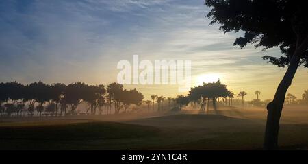 Un campo con alberi e un sole che tramonta. Il sole è nel cielo e gli alberi sono in primo piano Foto Stock