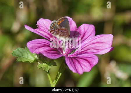 Blu comune (Polyommatus icarus), famiglia Lycaenidae su fiori di Malva comune, High Mallow (Malva sylvestris). Famiglia Mallow (Malvaceae). Foto Stock