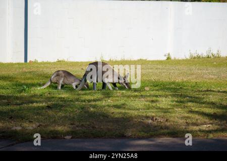 Wallaby che mangiano erba verde sul prato Foto Stock