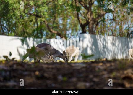 Wallaby che mangiano erba verde sul prato Foto Stock