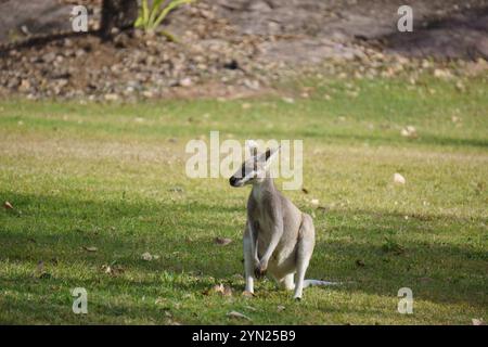 Wallaby che mangiano erba verde sul prato Foto Stock