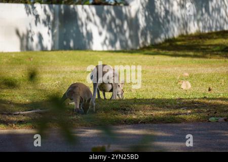 Wallaby che mangiano erba verde sul prato Foto Stock
