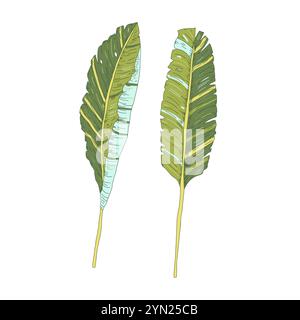 Foglie decorative con palme di banana. Elementi stilizzati di piante verdi esotiche. Illustrazione della collezione disegnata a mano vettoriale isolata su sfondo bianco. Illustrazione Vettoriale