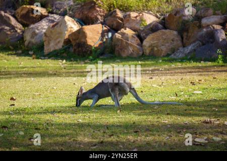 Wallaby che mangiano erba verde sul prato Foto Stock