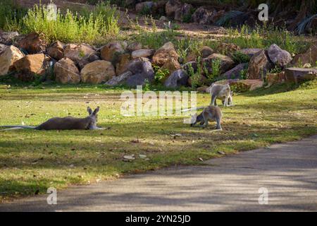 Wallaby che mangiano erba verde sul prato Foto Stock