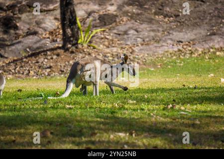 Wallaby che mangiano erba verde sul prato Foto Stock