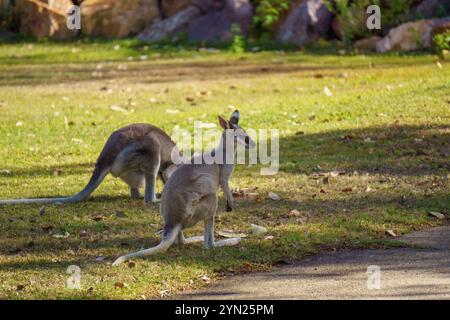 Wallaby che mangiano erba verde sul prato Foto Stock