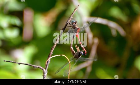 Meadowhawk dalla faccia blu (Sympetrum ambiguum) Foto Stock