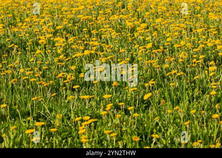 Fiori di tarassio giallo Taraxacum officinale. Dandelion (Taraxacum officinale) focus selettivo. Sfondo del campo dei leoni Foto Stock