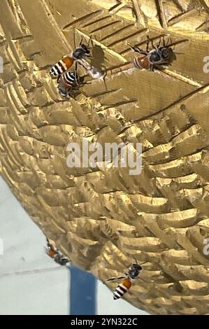 Red Dwarf Honey Bee (Apis florea) Foto Stock