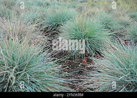 Vibrante vegetazione erbosa che prospera in un paesaggio naturale Foto Stock