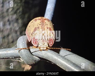 Coleottero tartaruga all'eucalipto (Paropsis charybdis) Foto Stock