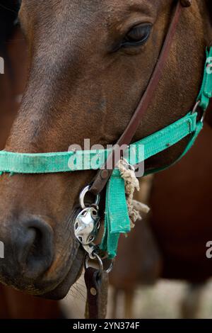 Mendoza, Argentina. 03-10-2020. Caballo/Cavallo Foto Stock