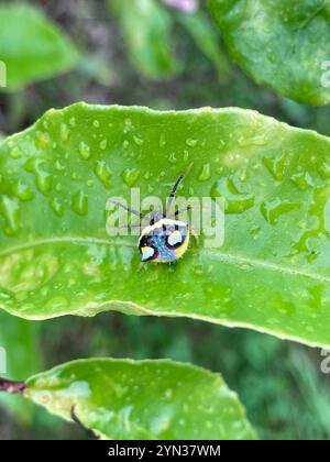 Ragno a due spine (Poecilopachys australasia) Foto Stock