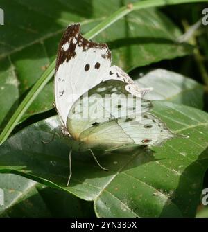 Madreperla comune (Protogoniomorpha parhassus) Foto Stock