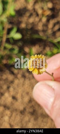 Pioli di ciabattino nativi (Glossocardia bidens) Foto Stock