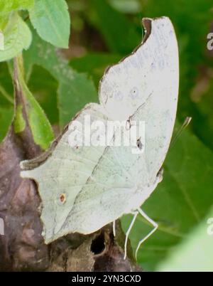 Madreperla comune (Protogoniomorpha parhassus) Foto Stock