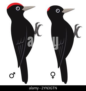 Illustrazione del picchio nero. Marcature di uccelli maschili e femminili. Clipart vettoriale isolato. Illustrazione Vettoriale