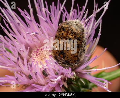 Fiore Bumble Beetle (Euphoria inda) Foto Stock