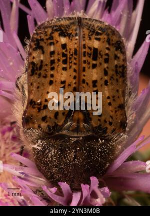 Fiore Bumble Beetle (Euphoria inda) Foto Stock