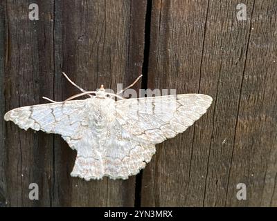 White Looper Moth (Pingasa chlora) Foto Stock