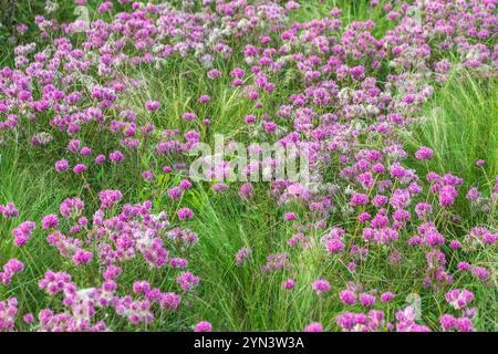 Fiori rosa del Trifolium alpestre in un'aiuola. il trifoglio a gufo, il trifoglio a globo viola. Giardino Foto Stock