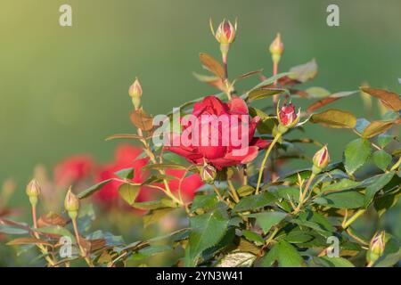 Bellissimi fiori rossi di Rosa pendulina nel giardino. La rosa alpina, la rosa di montagna. una pianta ornamentale. Foto Stock