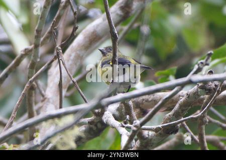 A becco giallo lucherino (Spinus xanthogastrus) Foto Stock