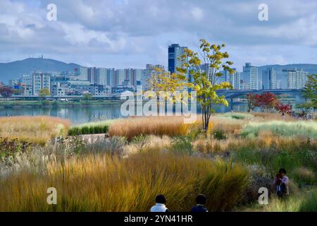 Ulsan, Corea del Sud - 14 novembre 2024: Una splendida combinazione di erbe dorate e fogliame autunnale al Taehwa River Park, con uno sfondo moderno Foto Stock