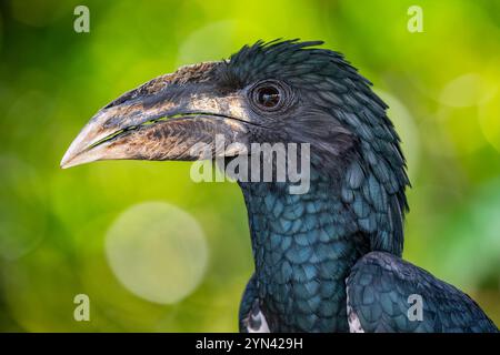 Il carpino (fistulatore Bycanistes) è un uccello della famiglia dei carpini. Questa specie bianca e nera si trova nella foresta umida Foto Stock