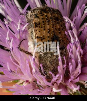 Fiore Bumble Beetle (Euphoria inda) Foto Stock