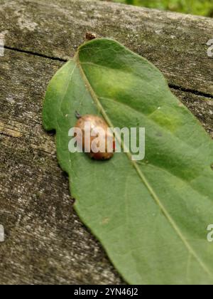 Coleottero tartaruga all'eucalipto (Paropsis charybdis) Foto Stock