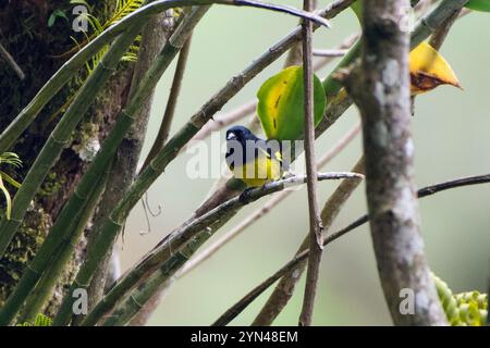 A becco giallo lucherino (Spinus xanthogastrus) Foto Stock