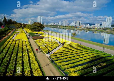 Ulsan, Corea del Sud - 14 novembre 2024: Una vibrante vista aerea del giardino al crisantemo del fiume Taehwa, con file di fiori gialli, i visitatori passerano Foto Stock