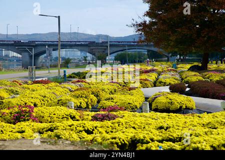 Ulsan, Corea del Sud - 14 novembre 2024: Un vibrante giardino di crisantemo caratterizzato da fiori gialli e multicolori al Parco del fiume Taehwa, con un vicino Foto Stock