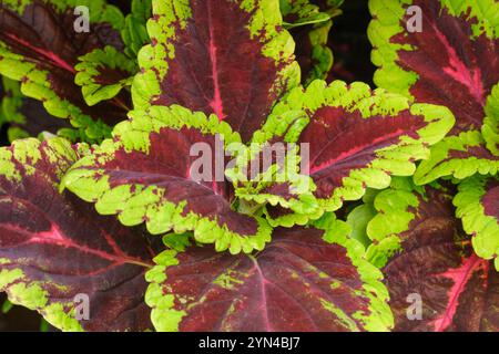 Coleus scutellarioides Alligator Alley, Painted Nettle Plant, Coleus, Main Street Alligator Alley, Maroon foliage smerlato bordi verdi luminosi, rosa V Foto Stock