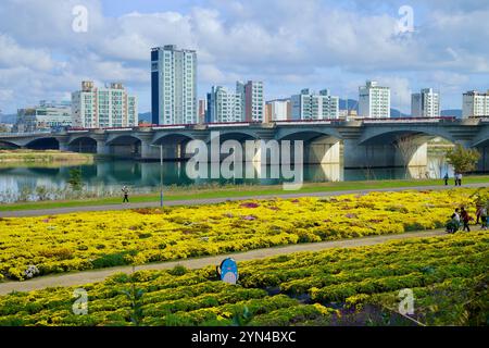 Ulsan, Corea del Sud - 14 novembre 2024: Un vivace giardino di crisantemo con fiori gialli e multicolori si estende lungo il Parco del fiume Taehwa, con Foto Stock