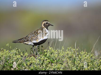 Golden Plover europeo - Pluvialis apricaria Foto Stock