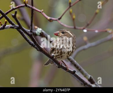 Finch viola (Haemorhous purpureus) in un albero di betulla. Primavera nell'Acadia National Park, Maine, Stati Uniti. Foto Stock