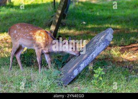 Sika o cervo giapponese 'Cervus nippon', nuzzolente lapide caduta nel vecchio cimitero. Cimitero sacro spirituale con un giovane fawn selvaggio. Glendalough, Irlanda Foto Stock