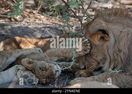 Leone adulto maschio che si rilassa con la zampa del cucciolo sul viso Foto Stock