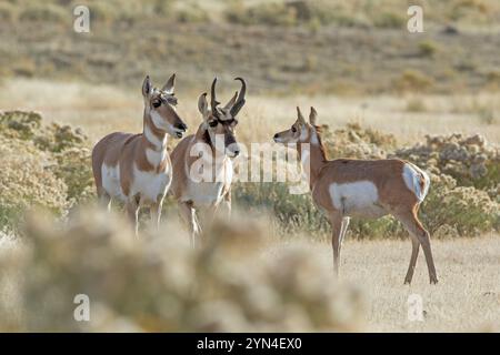 Un Pronghorn (Antilocapra americana) buck, doe, e giovanissimo subito dopo la stagione di accoppiamento. Ottobre nel parco nazionale di Yellowstone, Wyoming, Stati Uniti. Foto Stock
