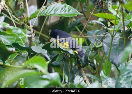 A becco giallo lucherino (Spinus xanthogastrus) Foto Stock