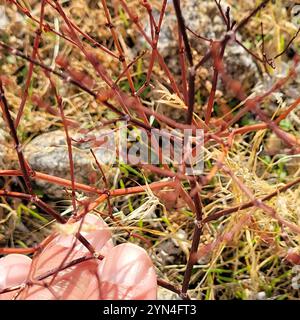 Little Desert Trumpet (Eriogonum trichope) Foto Stock